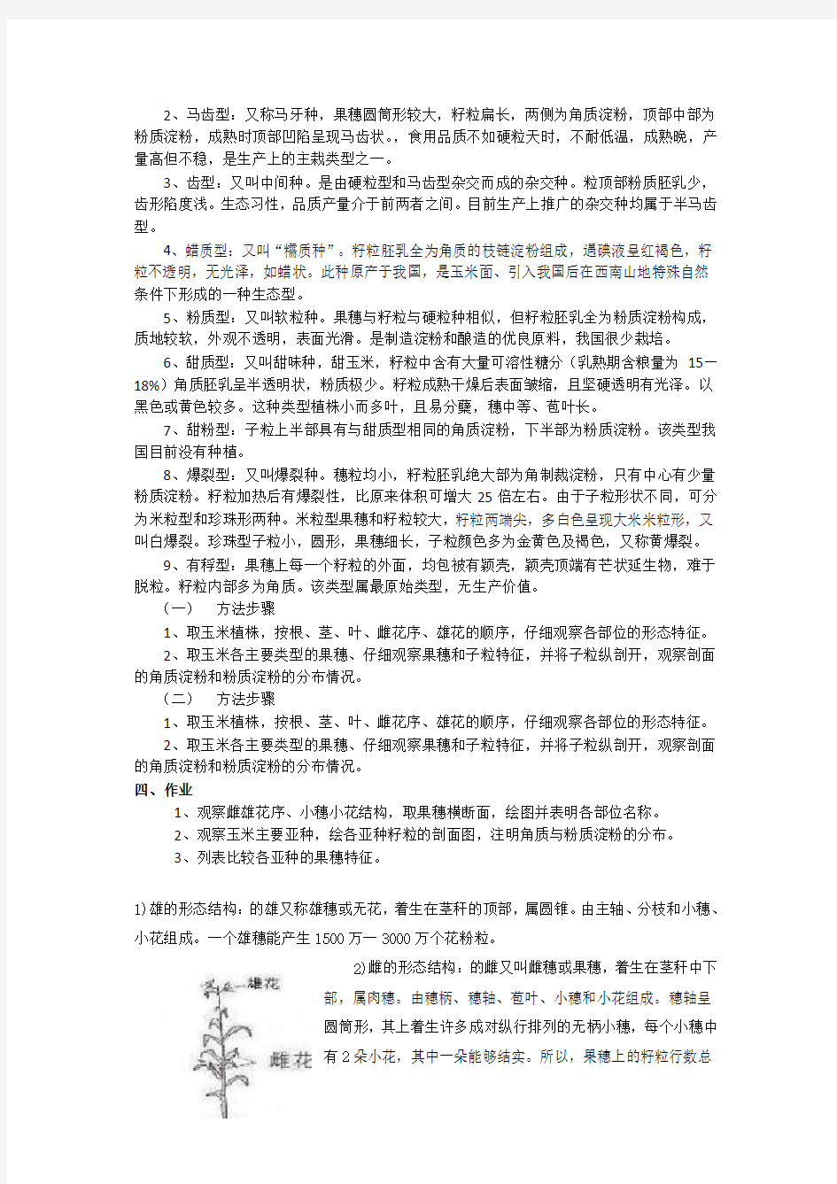 玉米的形态特征及类型识别