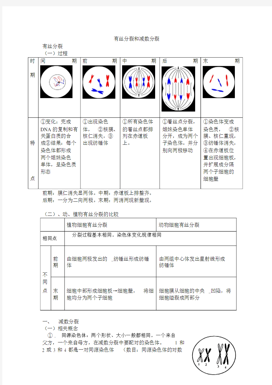 高中生物必修二减数分裂详尽分析