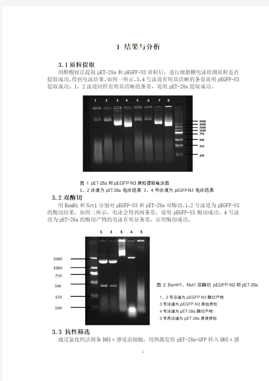 绿色荧光蛋白基因克隆及表达结果分析