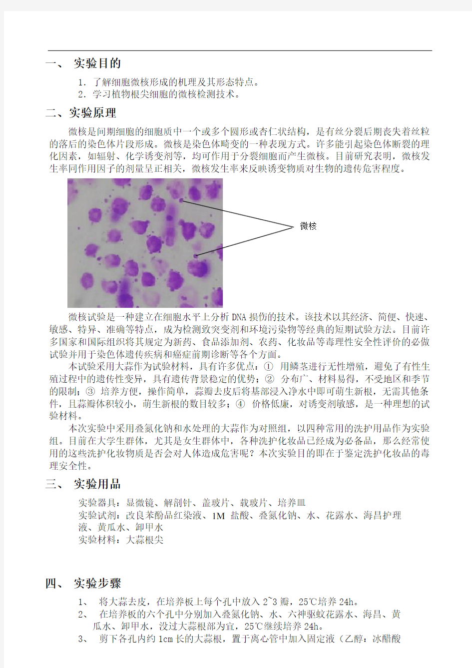 大蒜根尖诱导微核实验