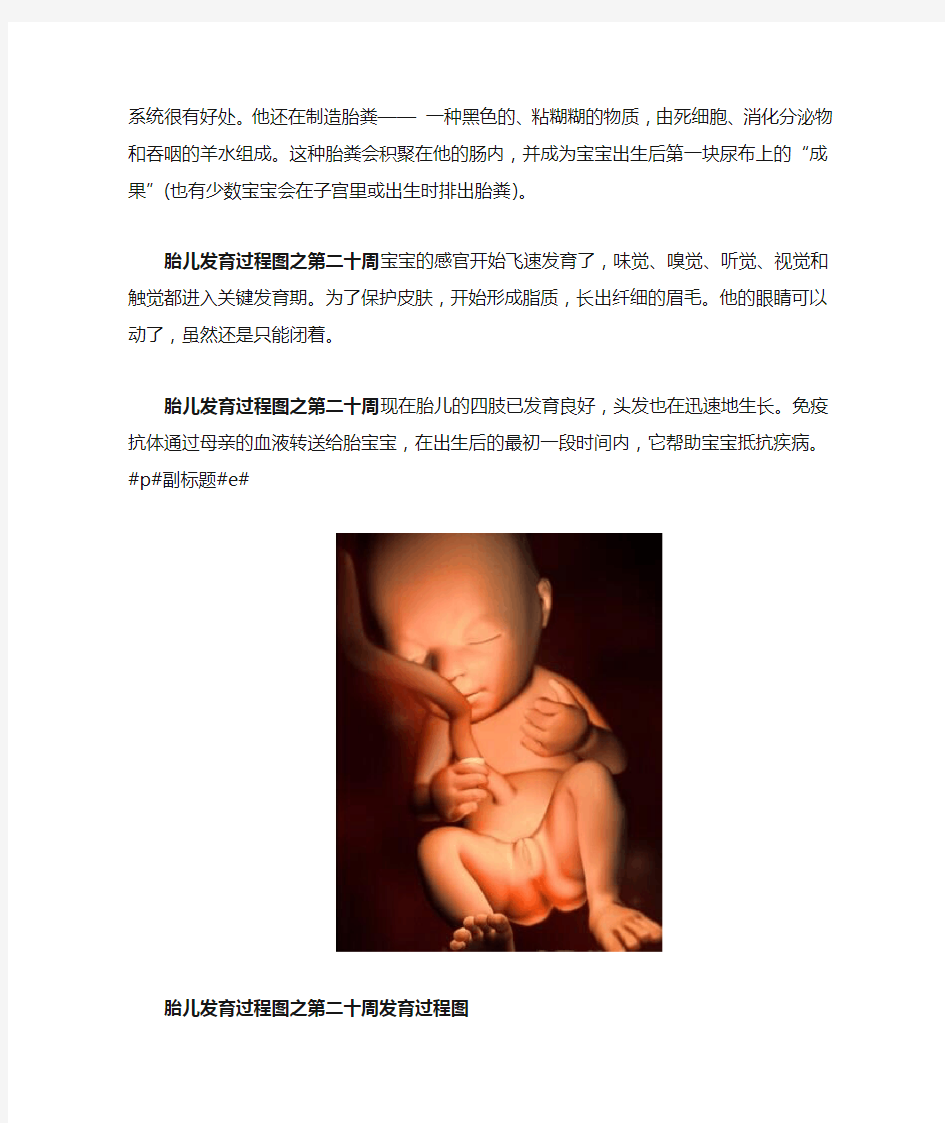 胎儿发育过程图之第二十周发育过程图