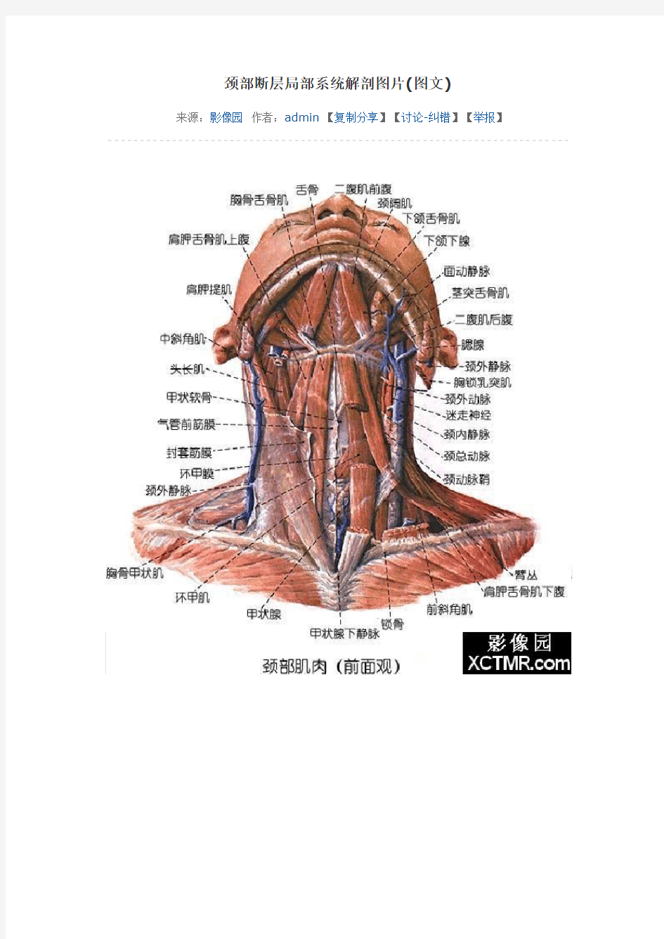 颈部图片