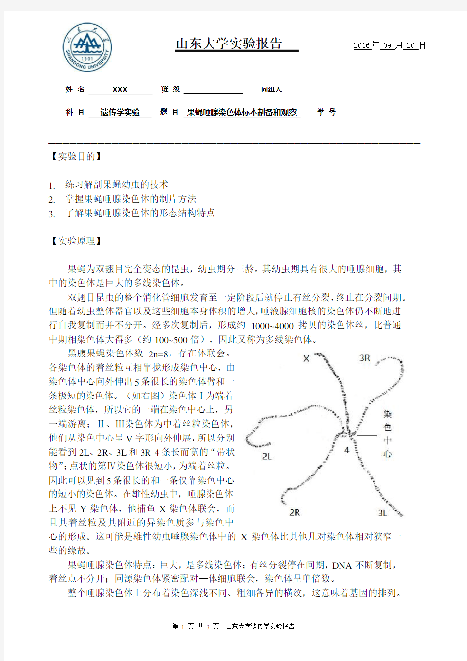 遗传实验报告 果蝇唾腺染色体观察