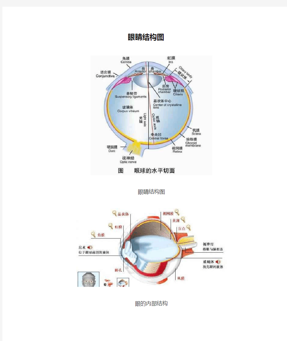 眼睛结构图