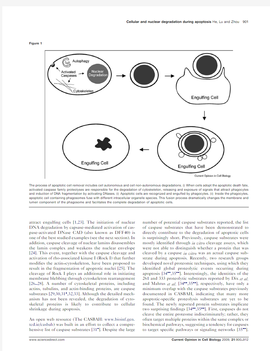 Cellular and nuclear degradation during apoptosis