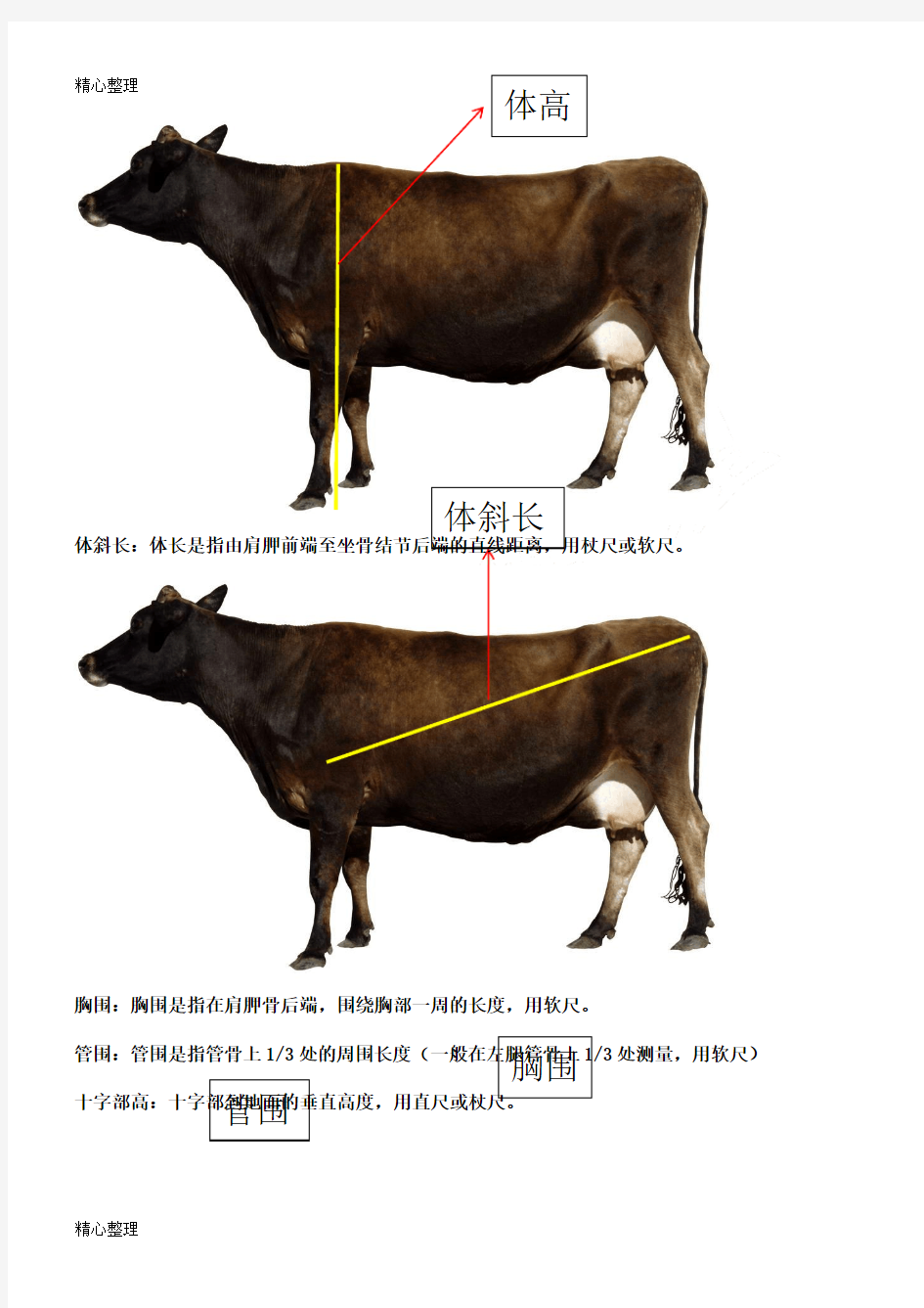 牛生产体尺测量实验
