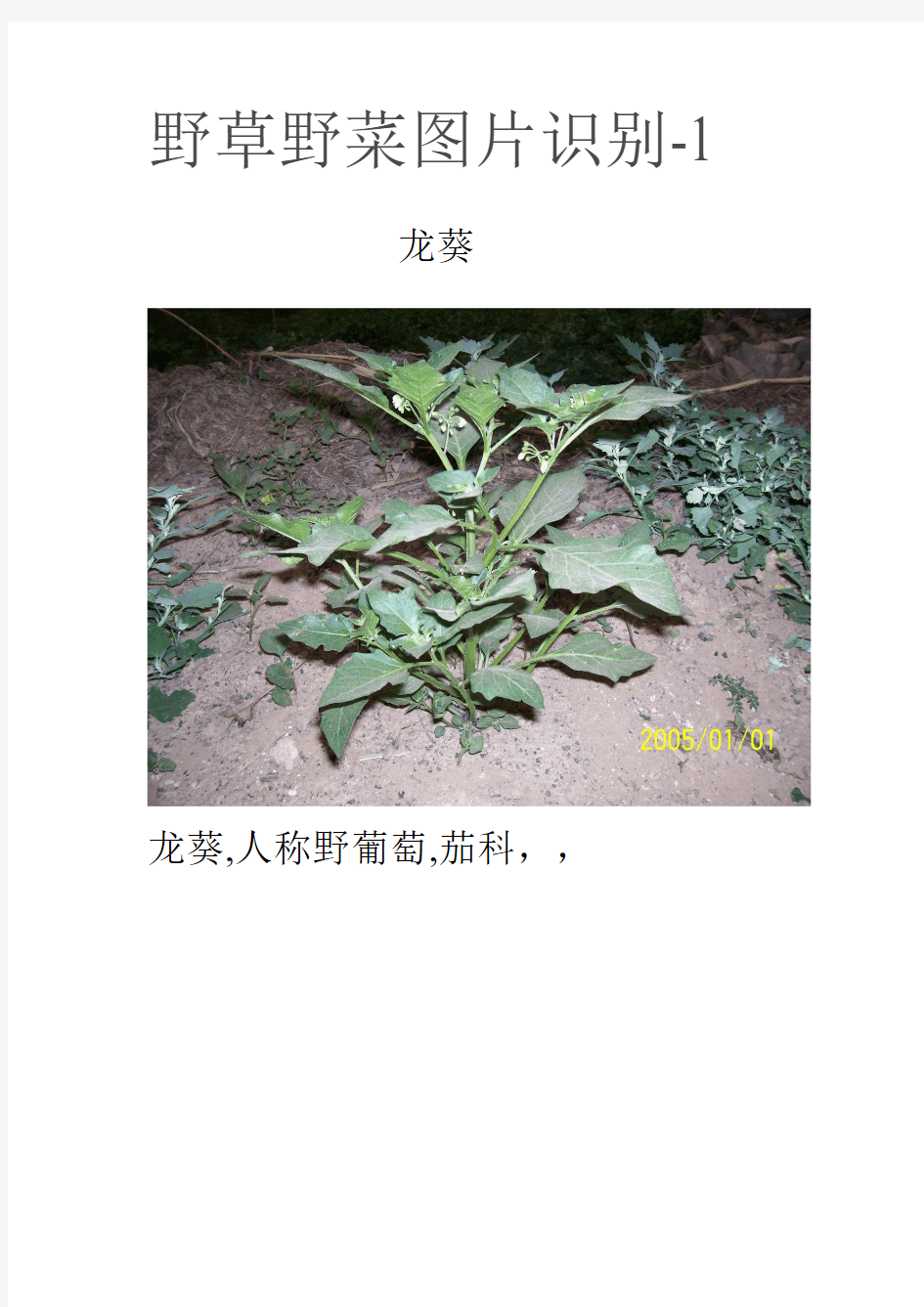 野草野菜图片识别-1