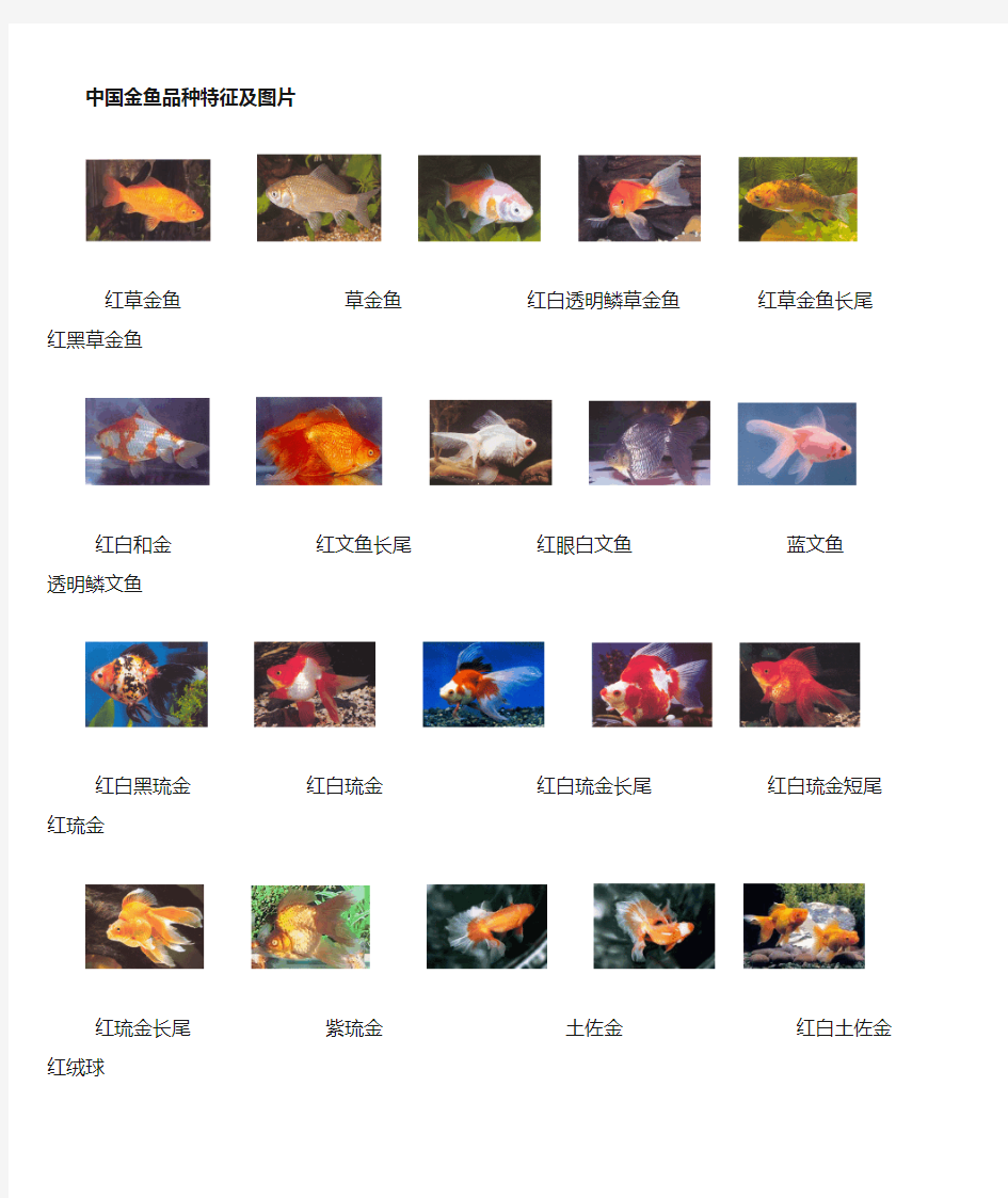 中国金鱼品种特征及图