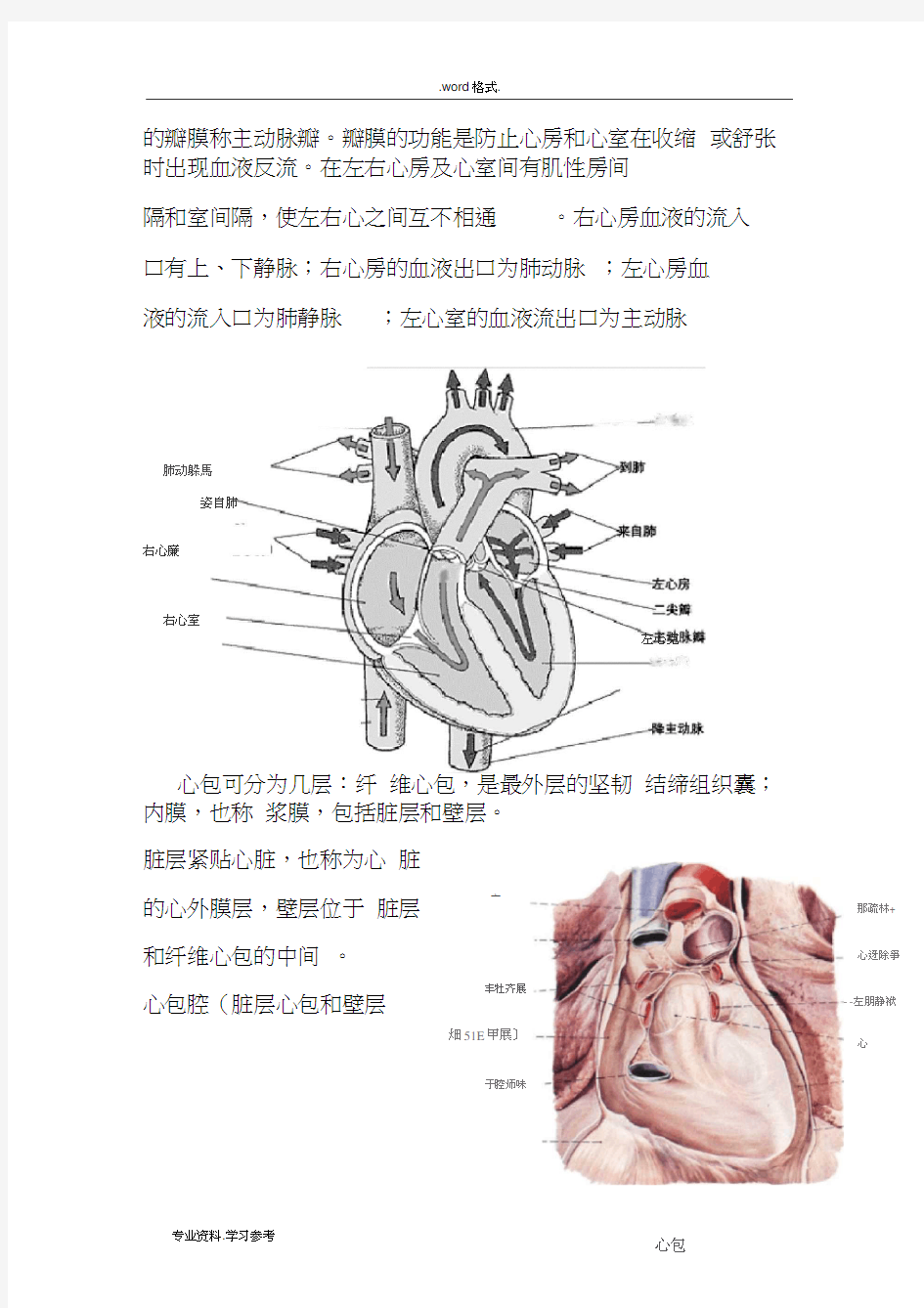 心脏的解剖结构与生理(含彩图)