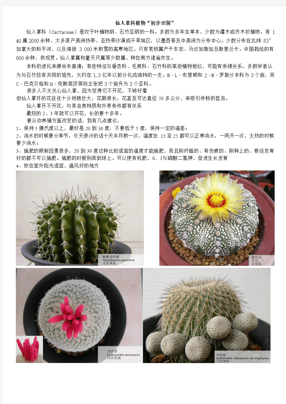 仙人掌科植物