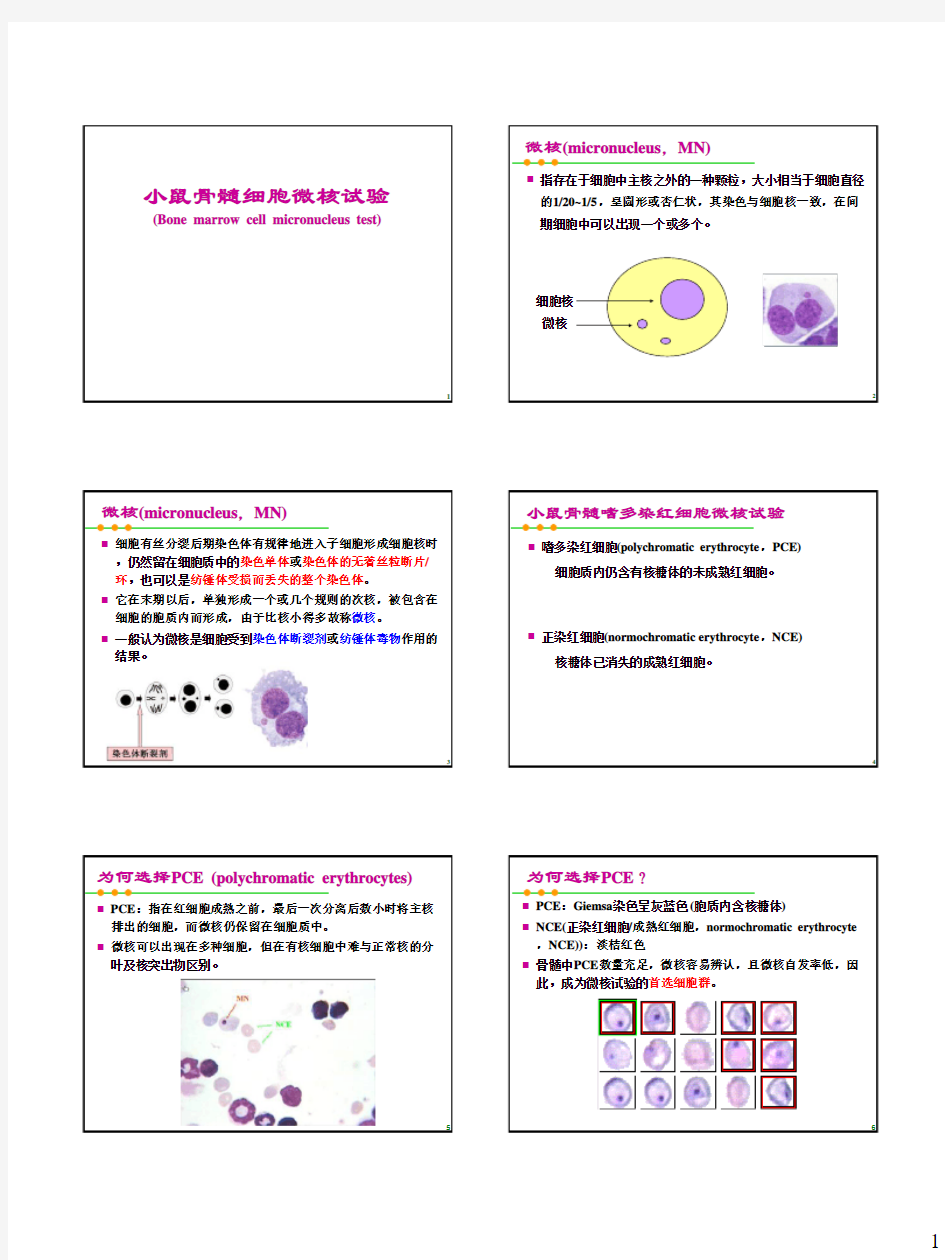 厦门大学-实验五.小鼠骨髓细胞微核试验(讲义)