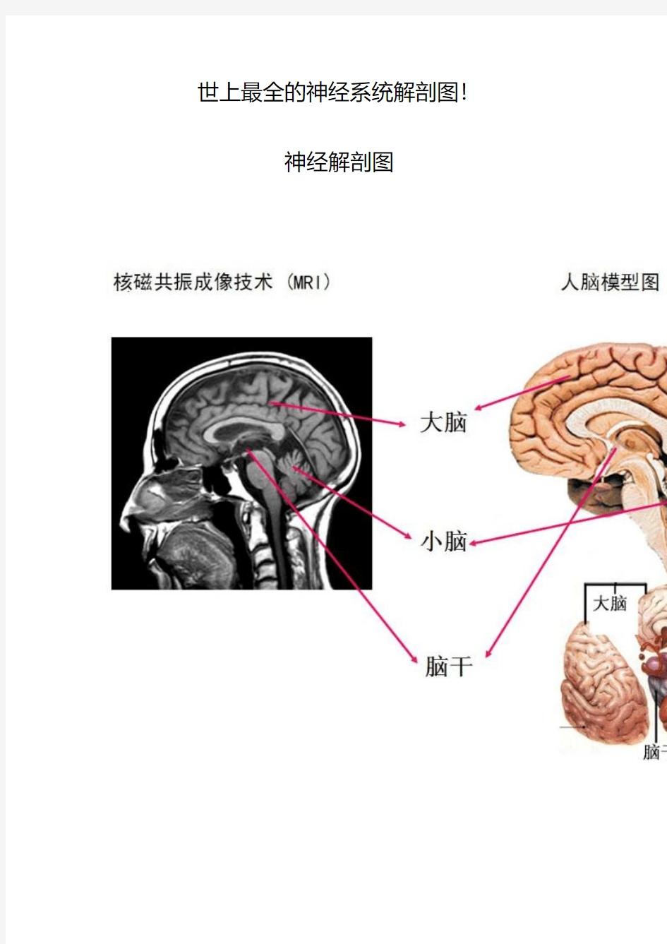 世上最全的神经系统解剖图