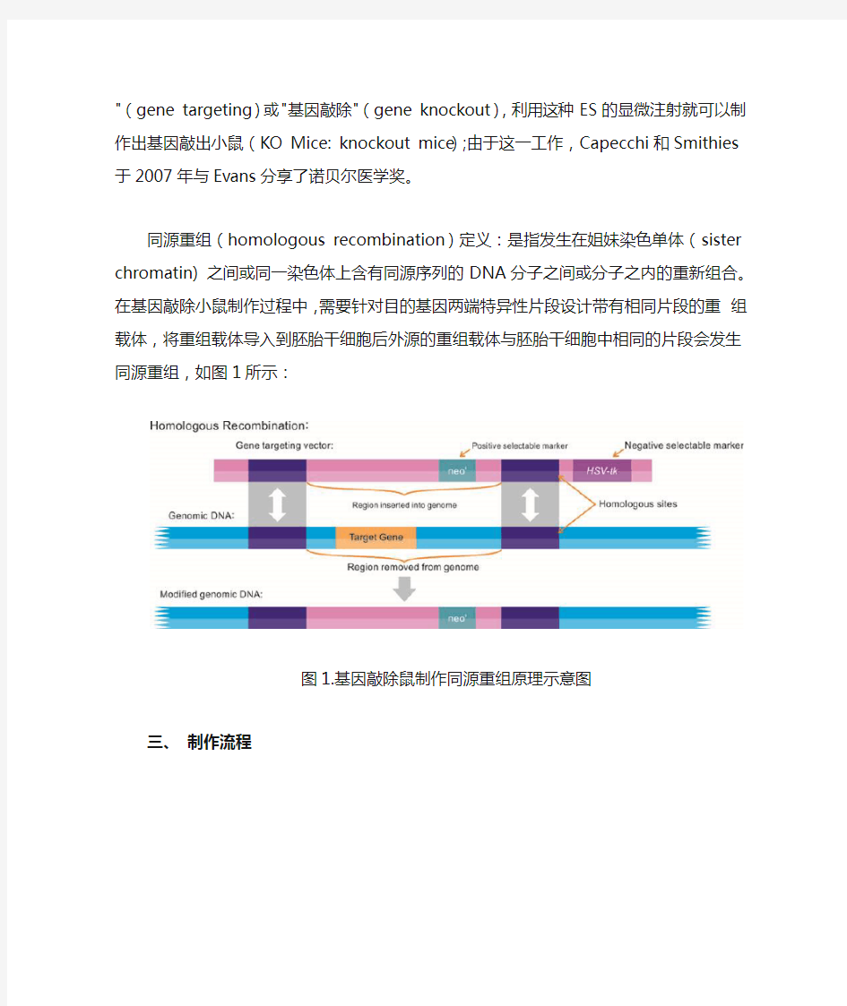 基因敲除小鼠技术