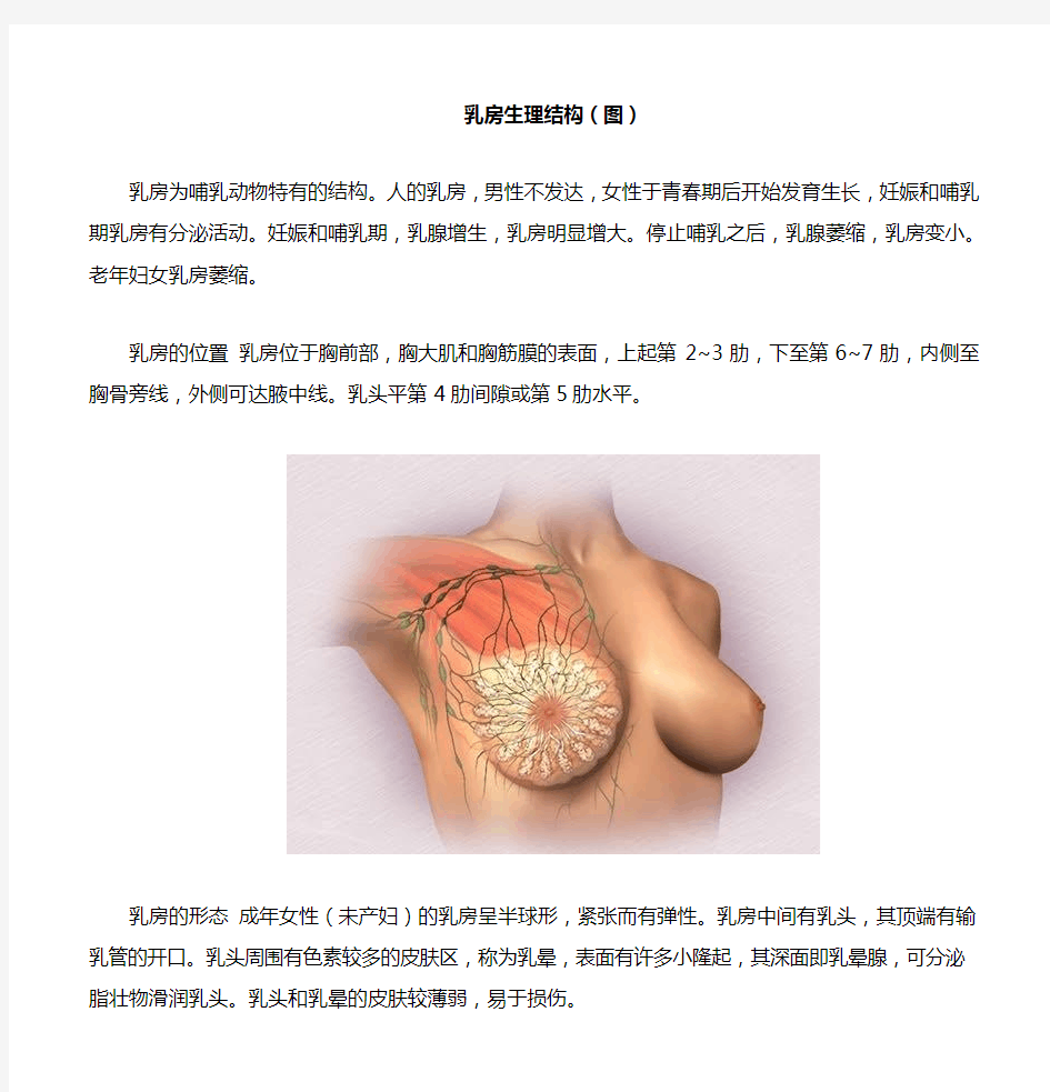 乳房生理结构