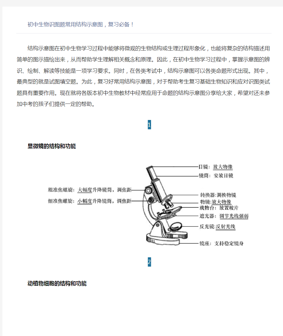 初中生物识图题常用结构示意图,复习必备