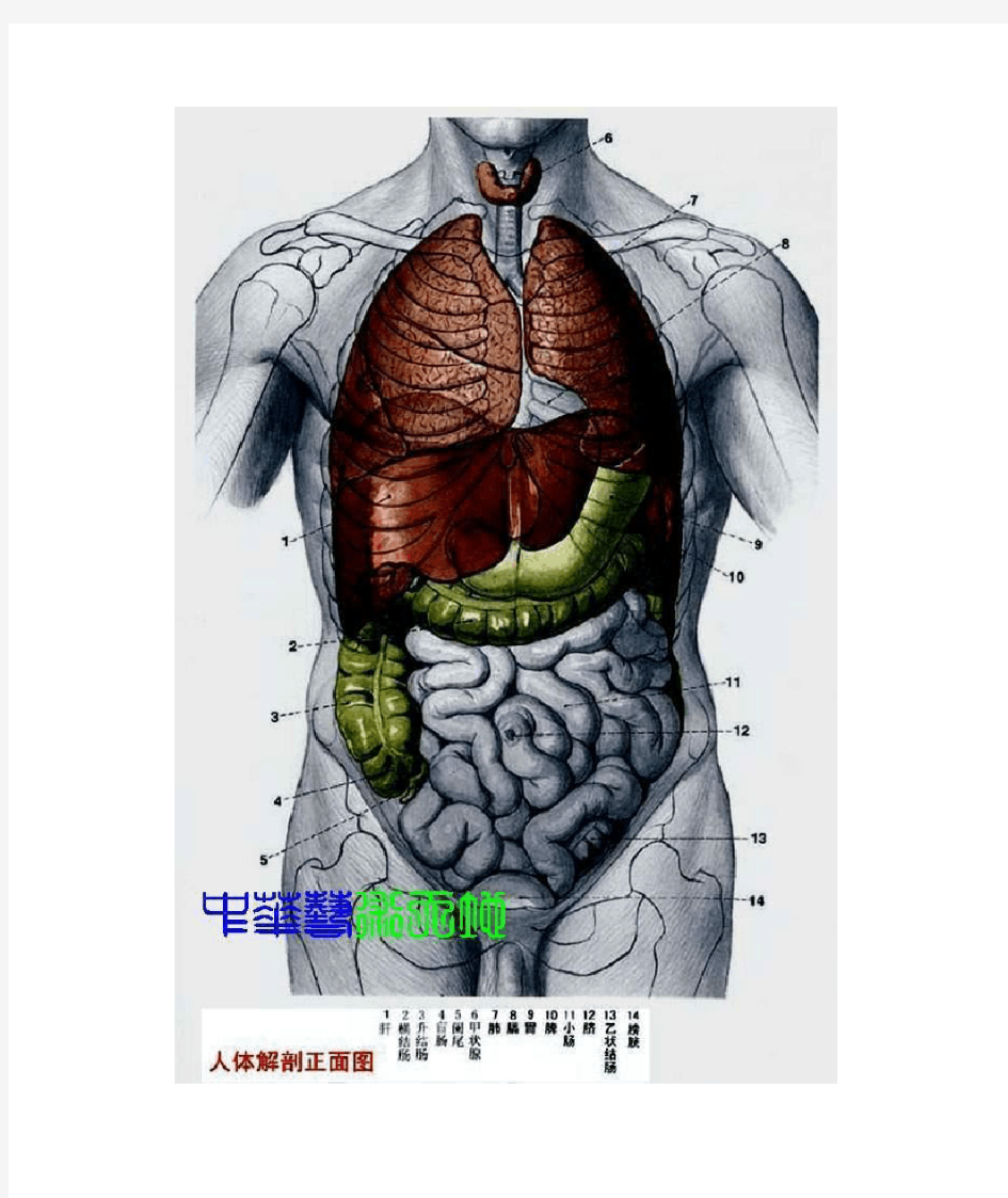 最全人体内脏结构图(医学图谱)