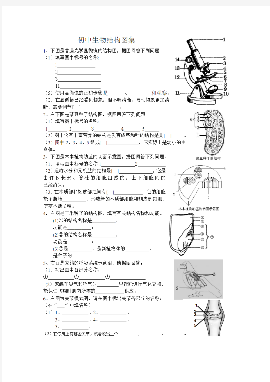 初中生物结构图集