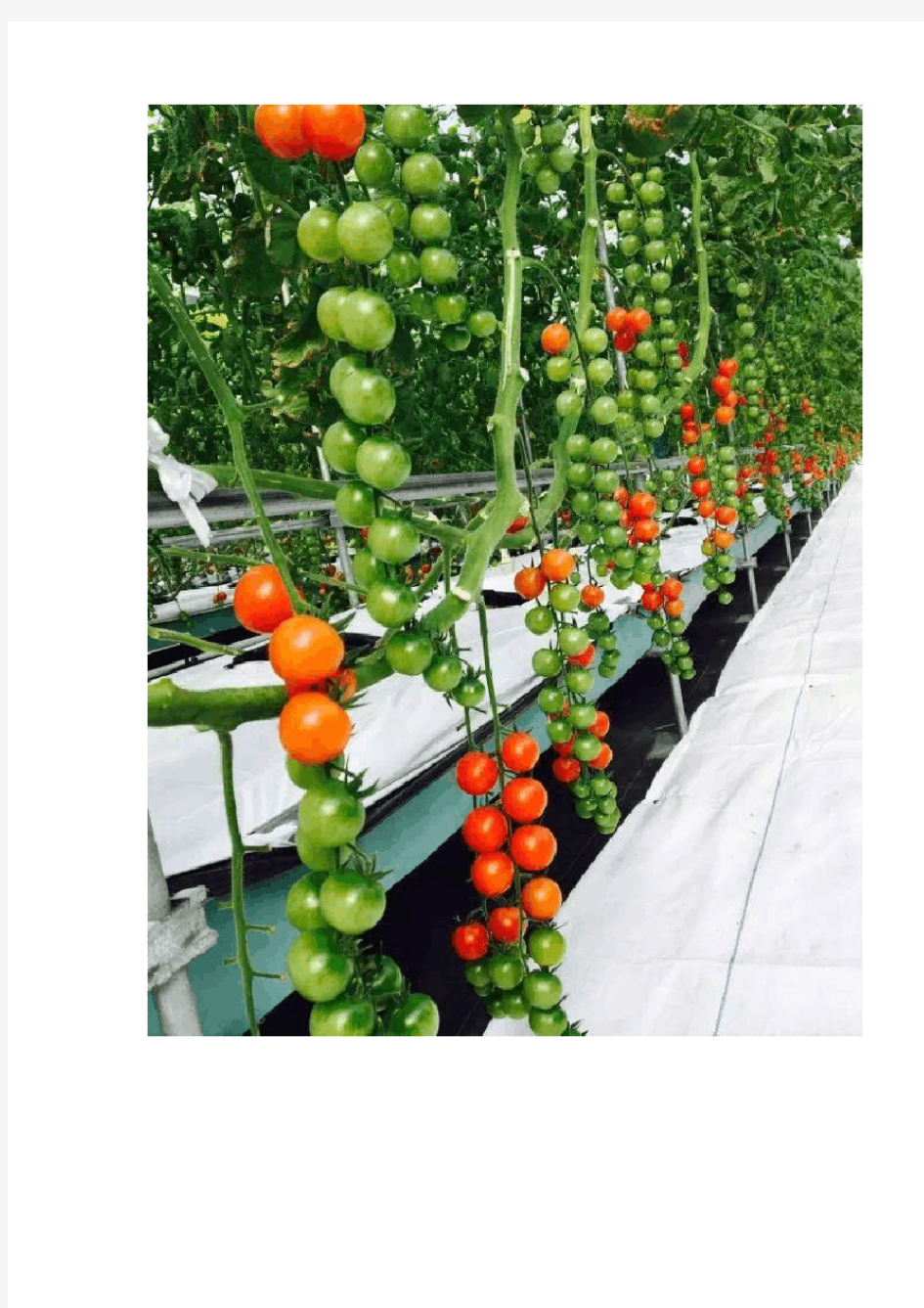 温室番茄无土栽培管理技术