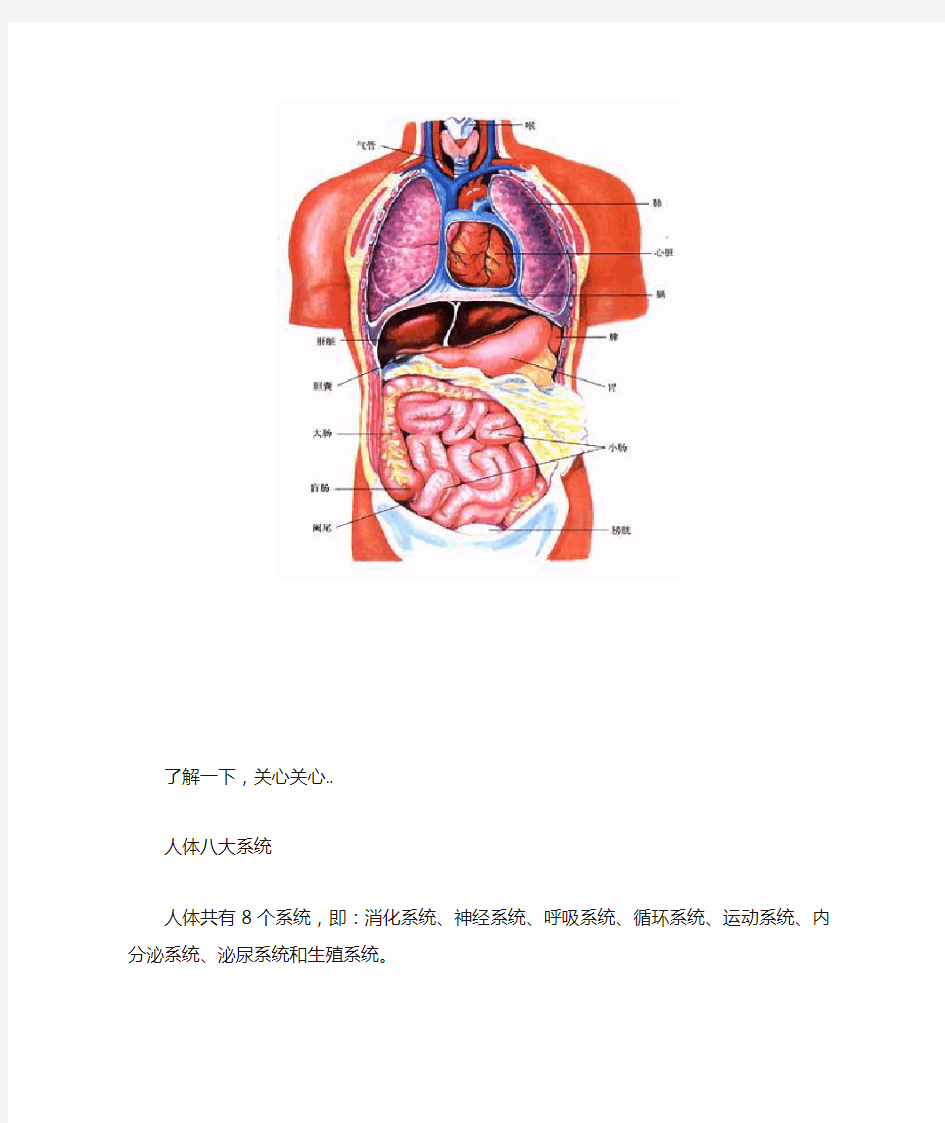 人体内脏大体解剖图