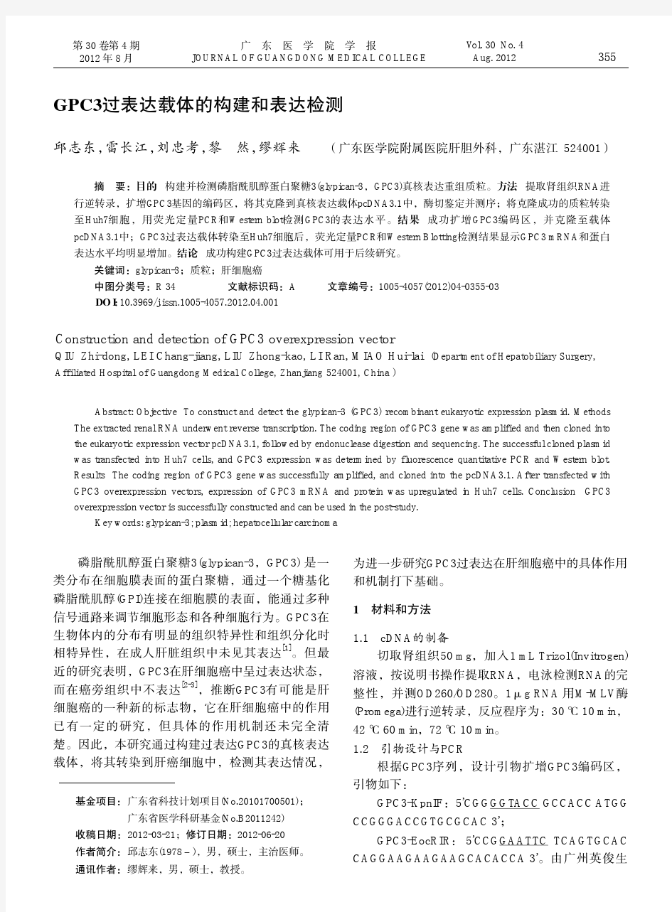 GPC3过表达载体的构建和表达检测