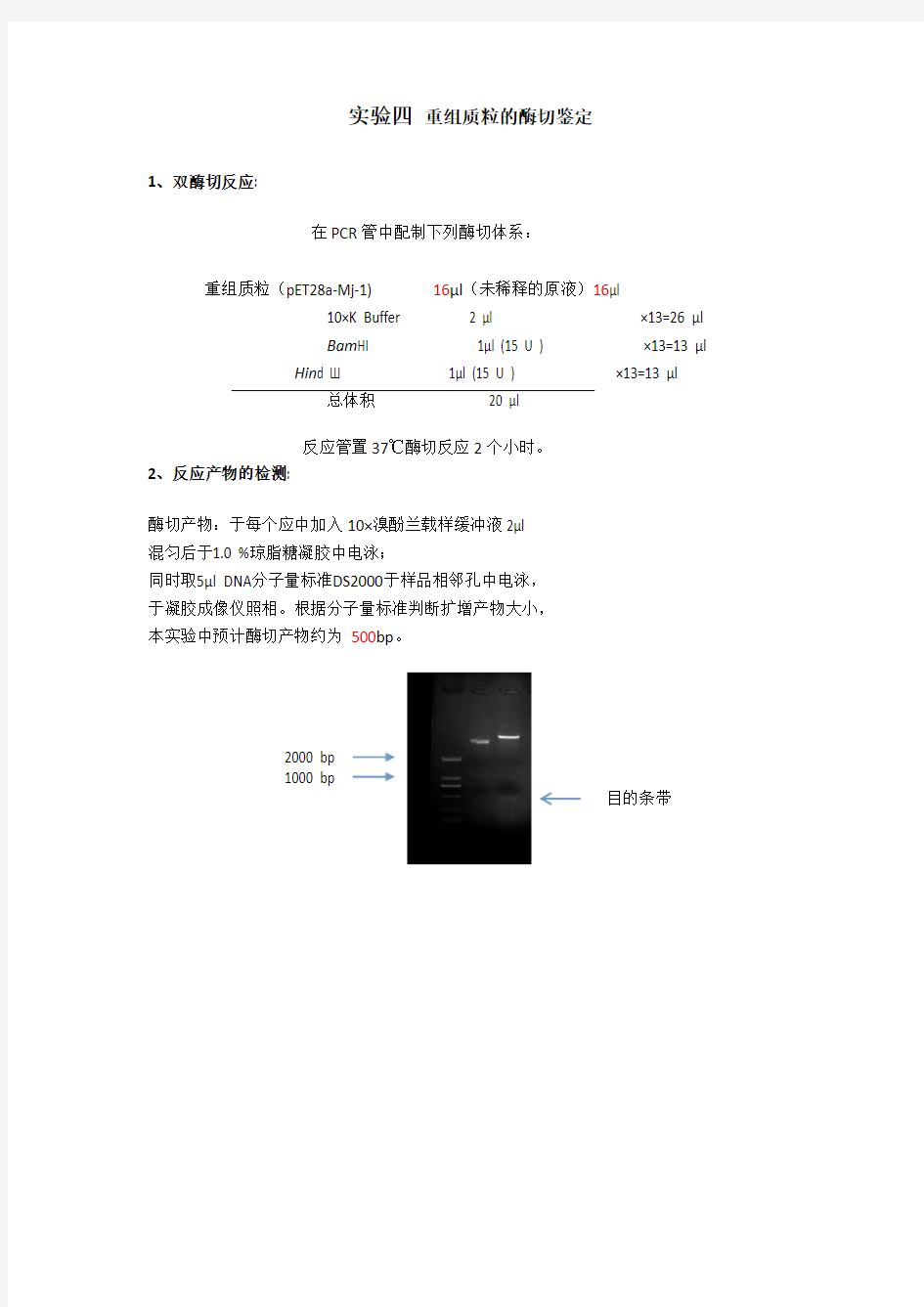 重组质粒的酶切鉴定实验