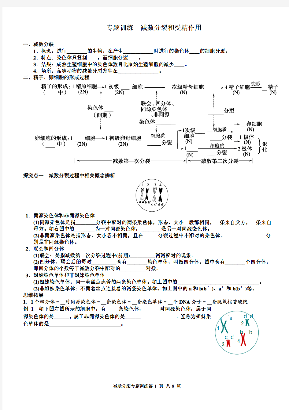 专题训练 减数分裂和受精作用