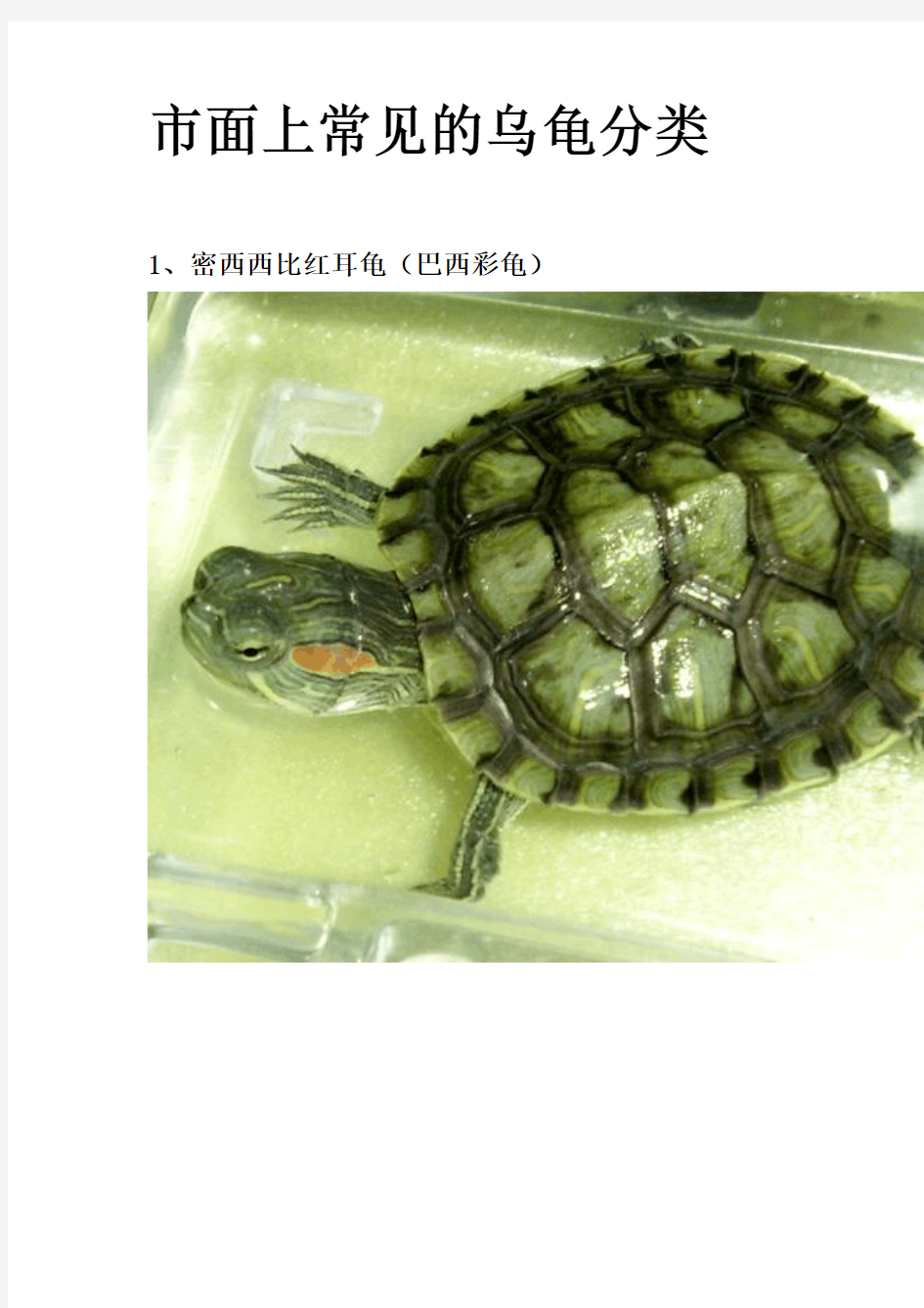 市面上常见的乌龟分类