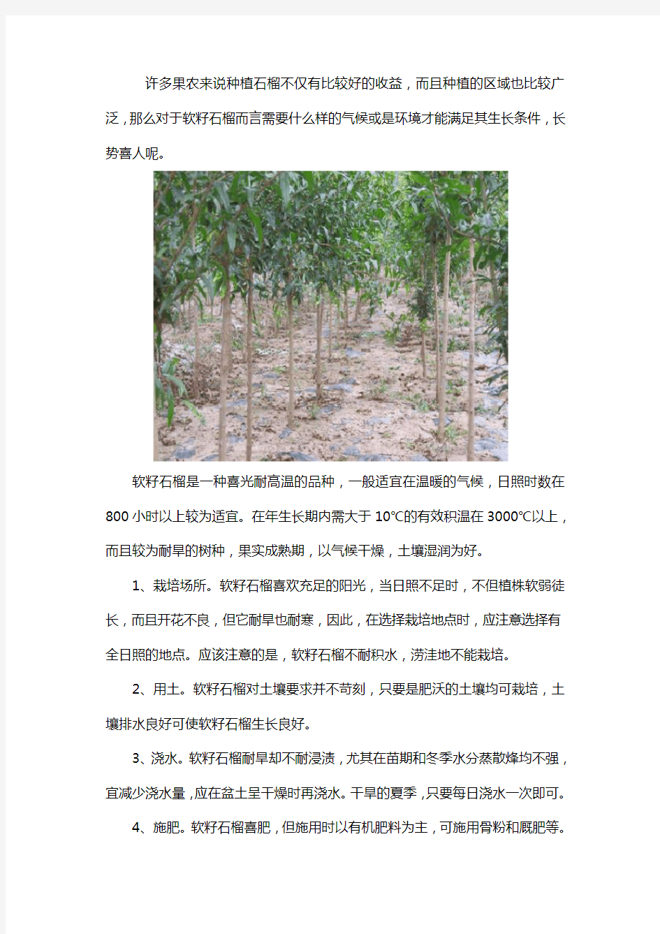 软籽石榴树苗种植气候环境