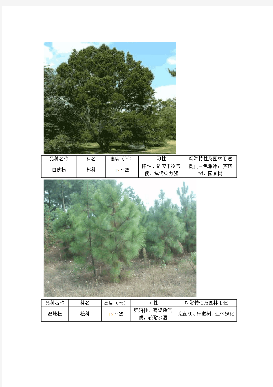浙江地区绿化工程常用苗木品种和特性简介
