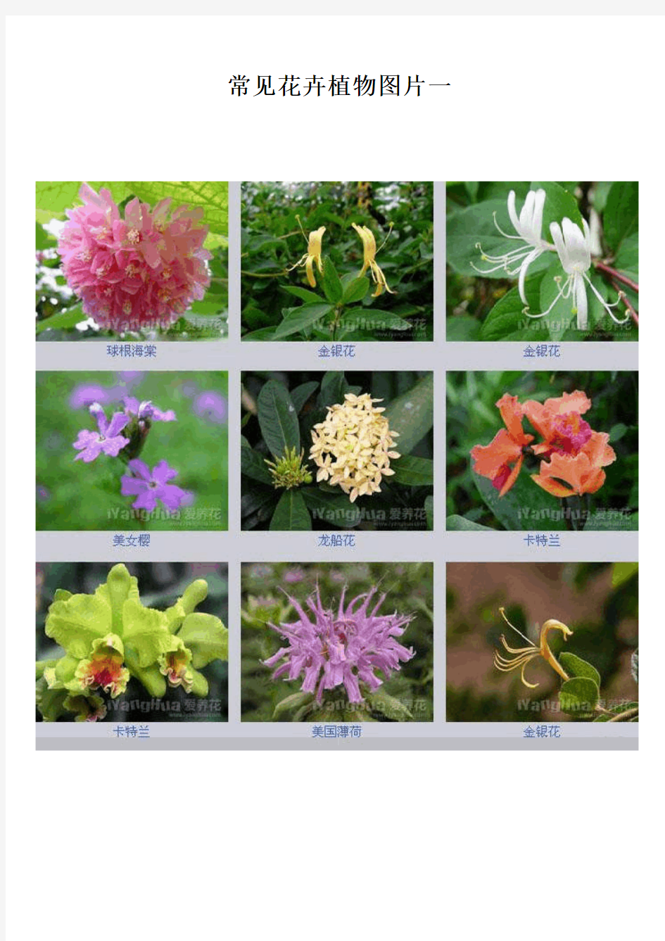 常见花卉植物图片与名称一