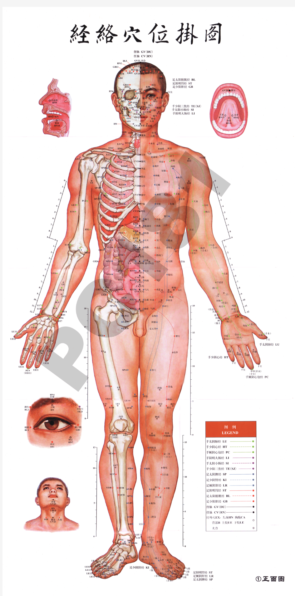 高清穴位挂图