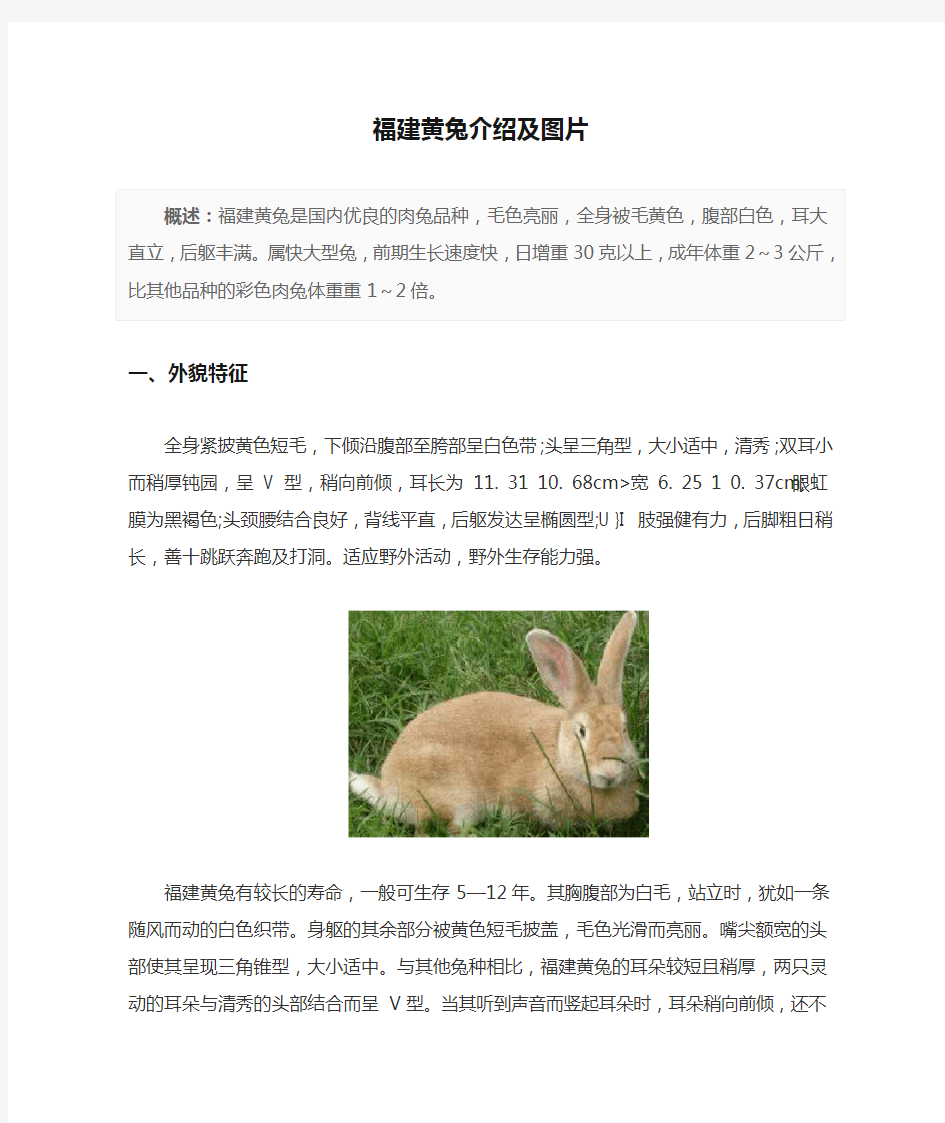 福建黄兔介绍及图片
