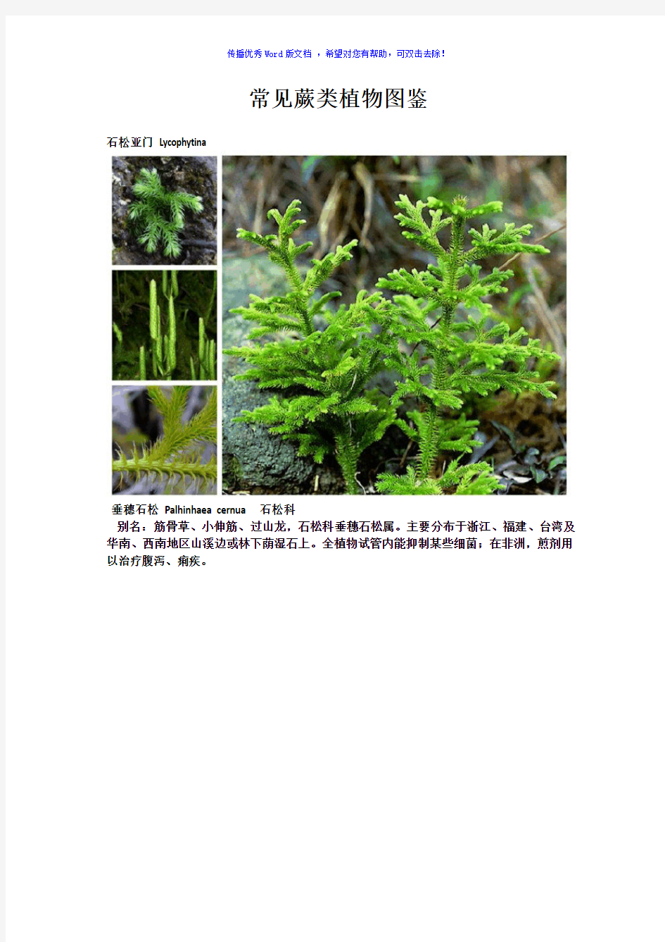常见蕨类植物图鉴Word版