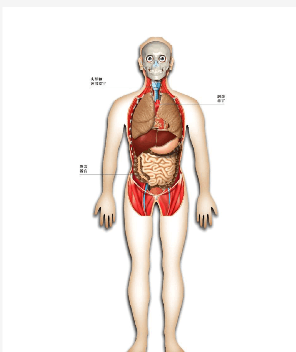 人体内脏结构和功能