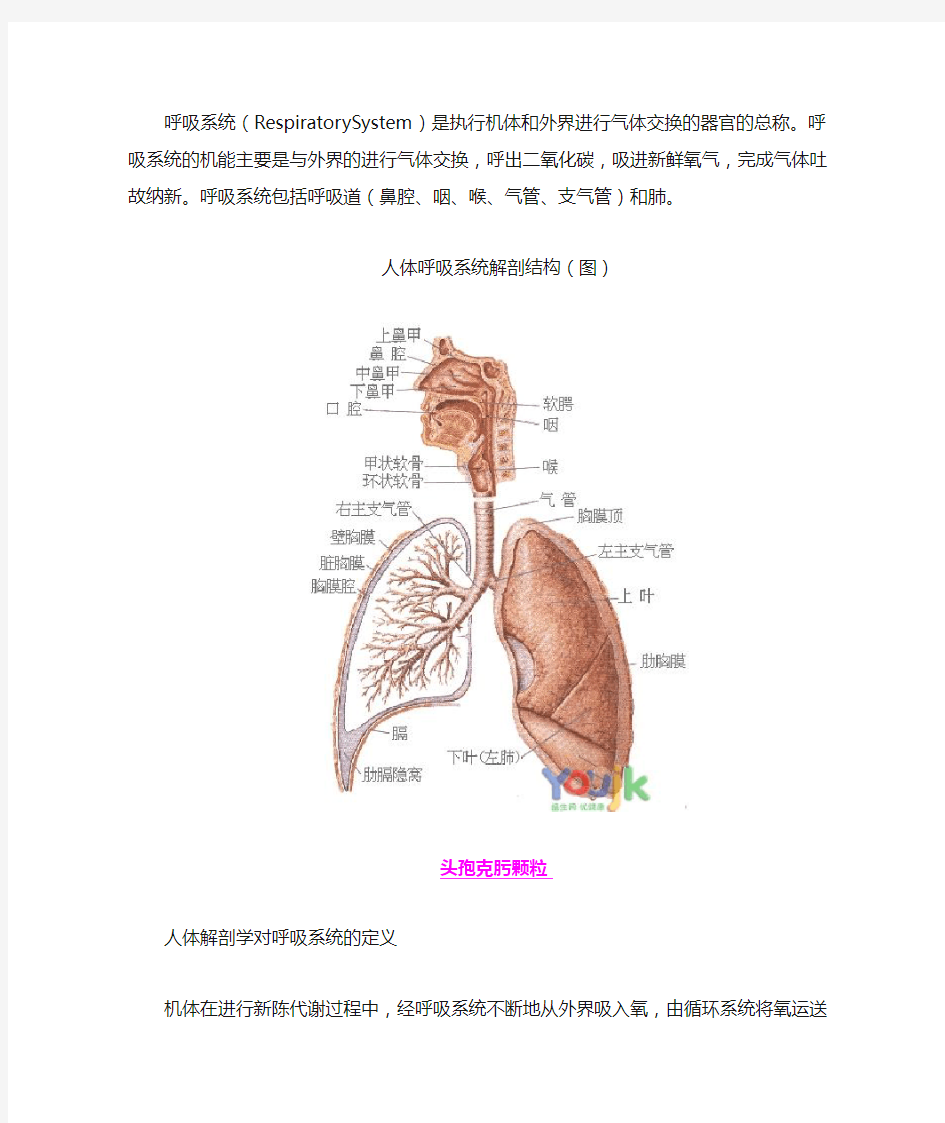 呼吸系统构造图(详细)