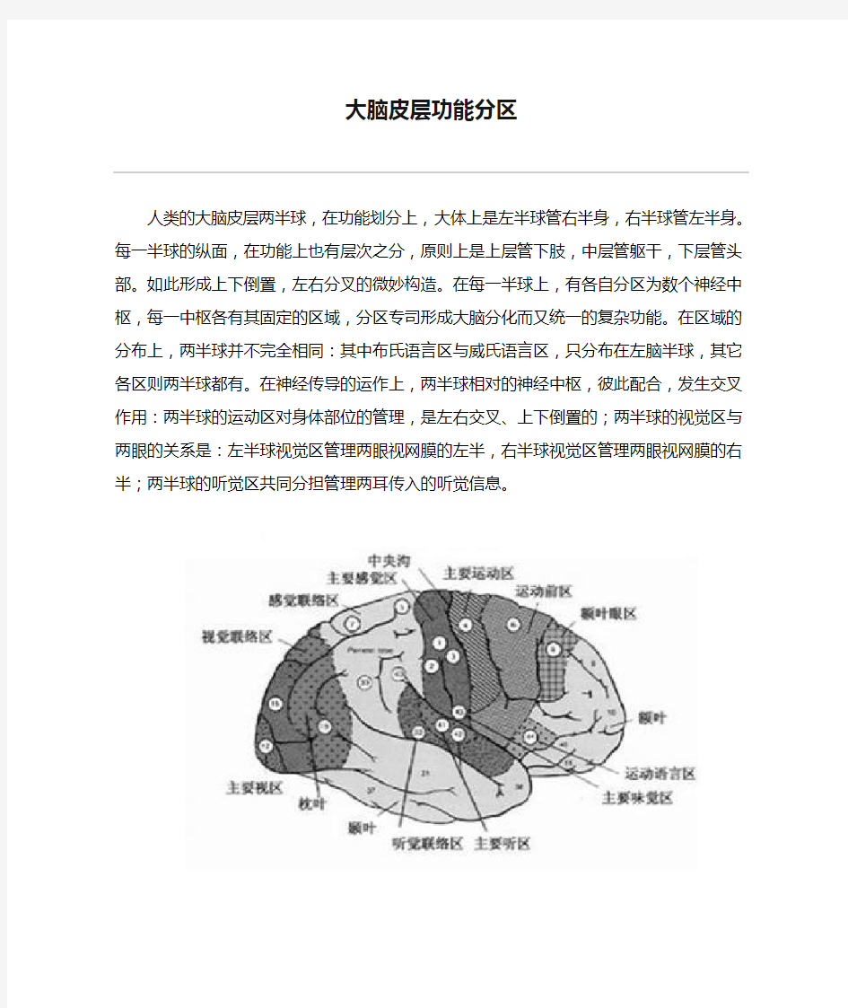 大脑皮层功能分区