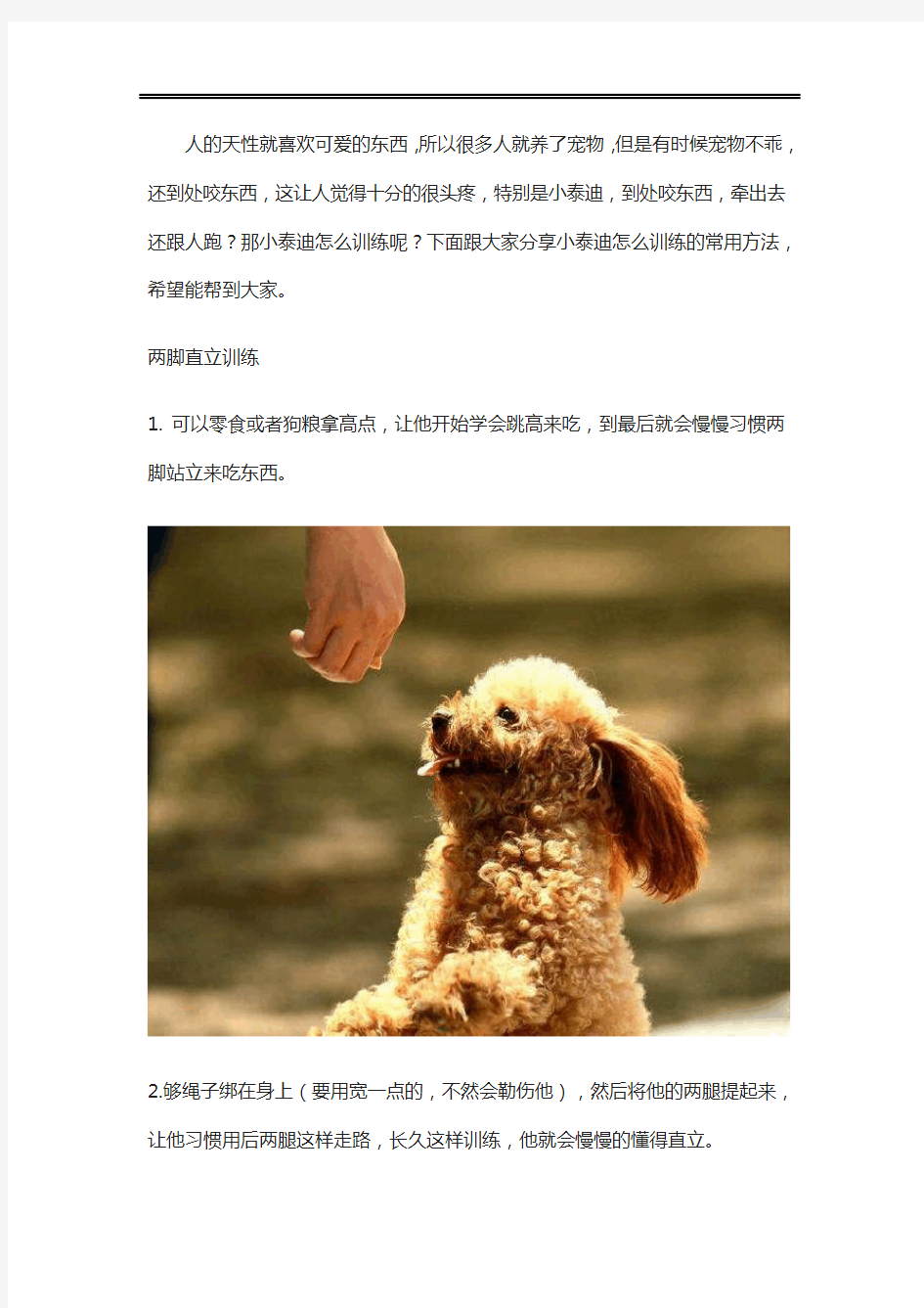 武汉汪旺城训犬基地分享——小泰迪怎么训练