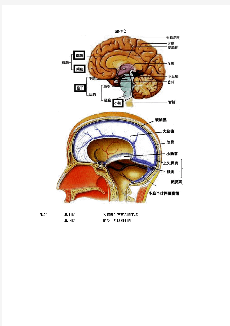 神经系统解剖生理 