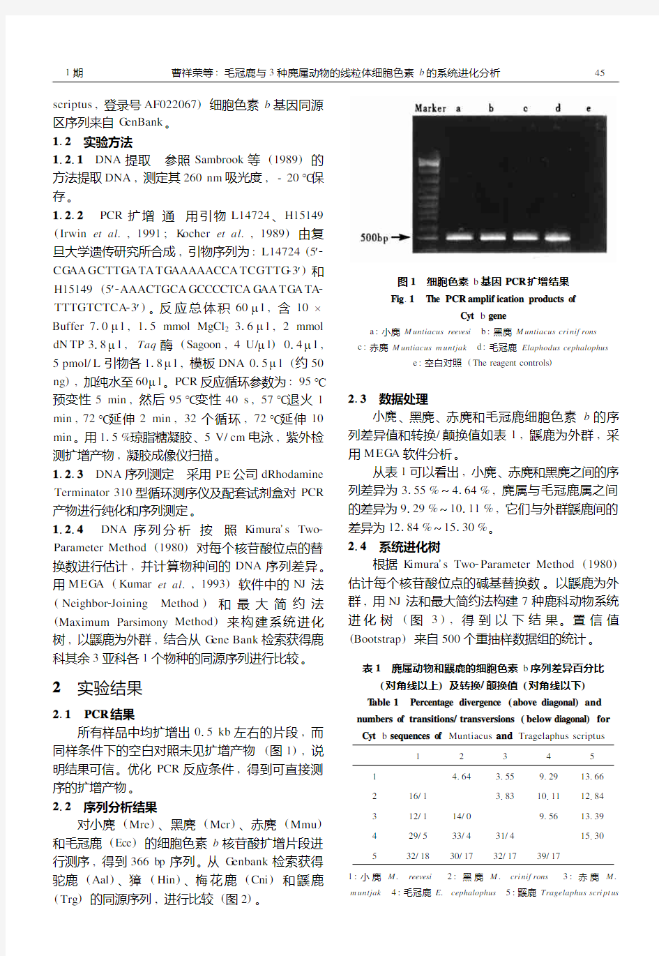 毛冠鹿与 种麂属动物的线粒体细胞色素 b 的系统进化分析