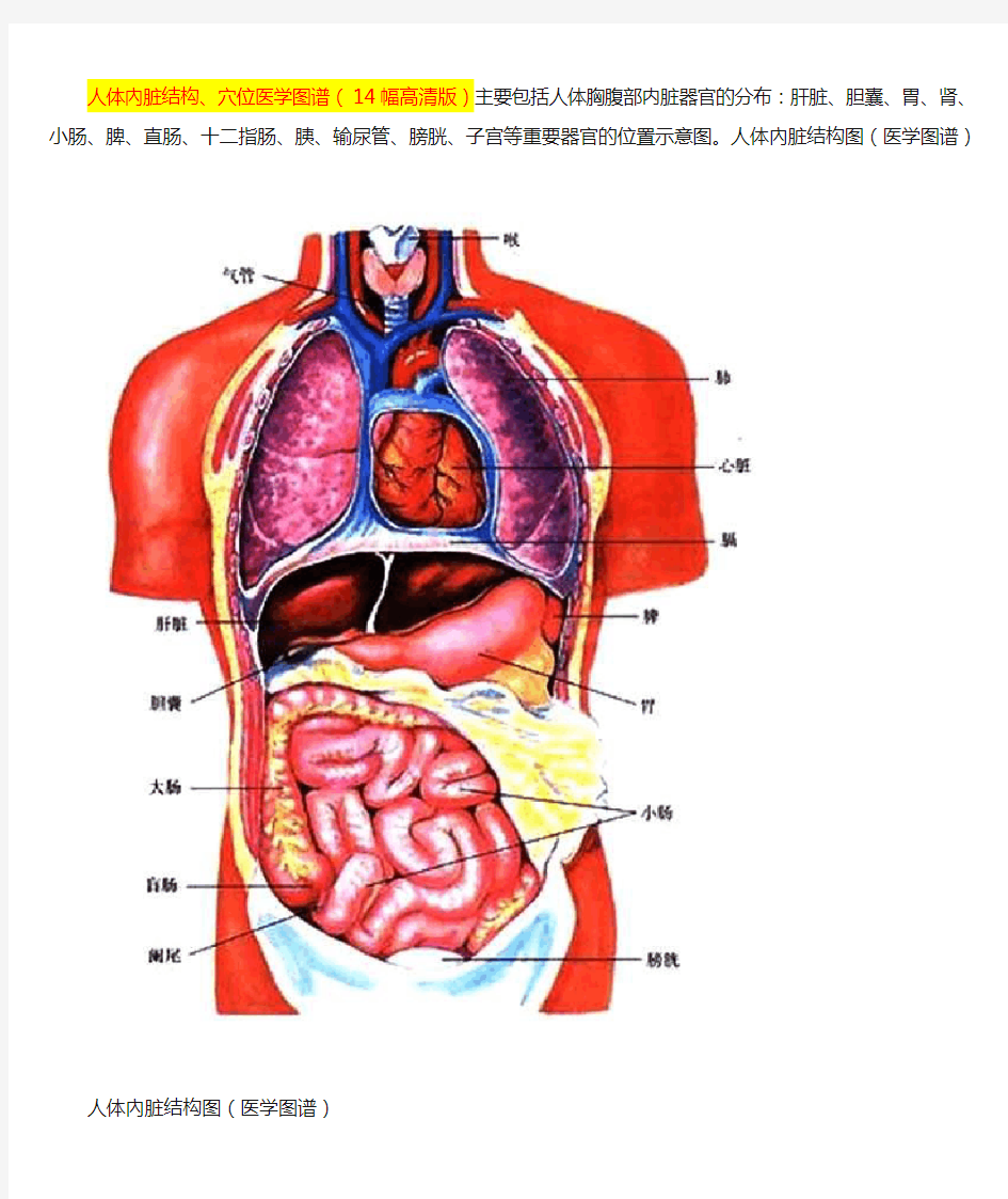 人体内脏结构、穴位医学图谱(14幅高清版)