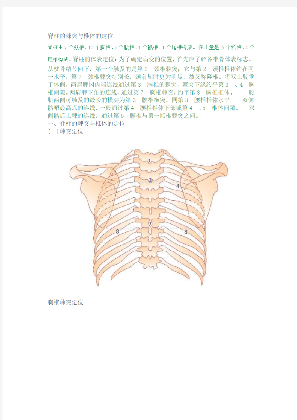 脊柱的棘突与椎体的定位