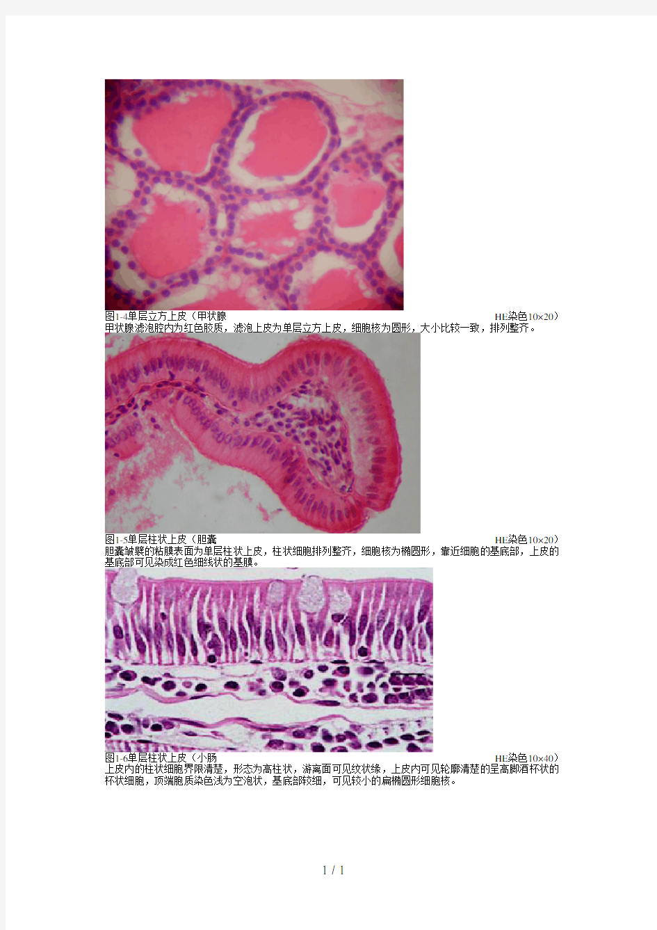 《组织学与胚胎学》图谱详细版(温州医科大学)
