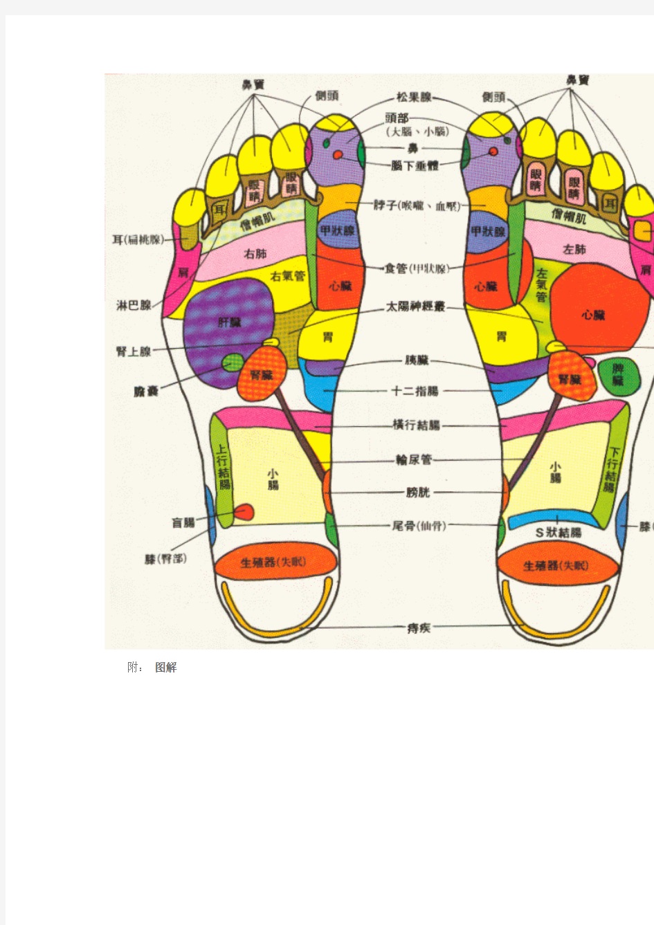 足部反射区图_实用足部反射区和穴位图解讲解