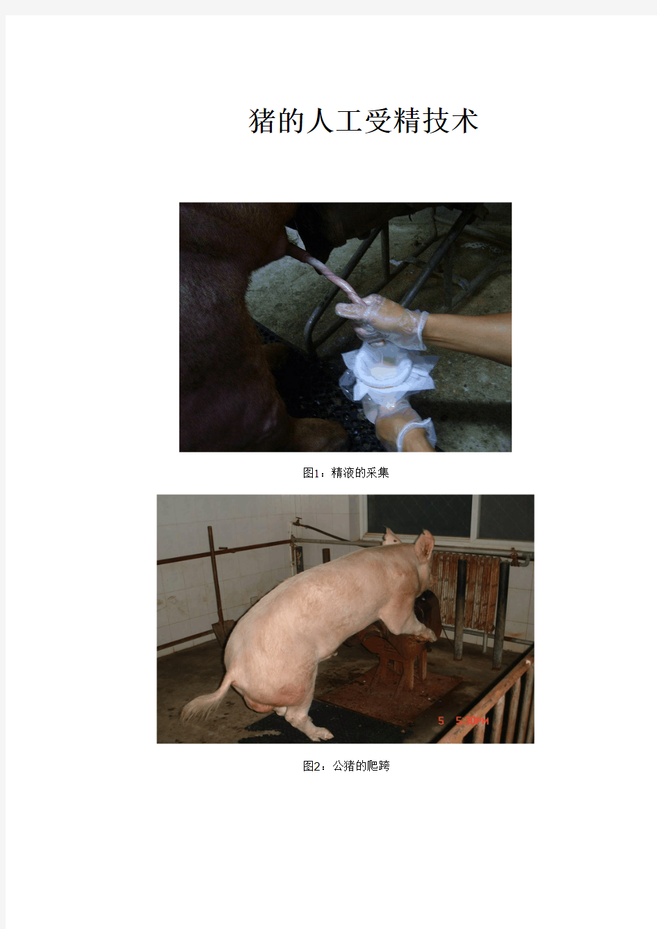 猪的人工受精技术