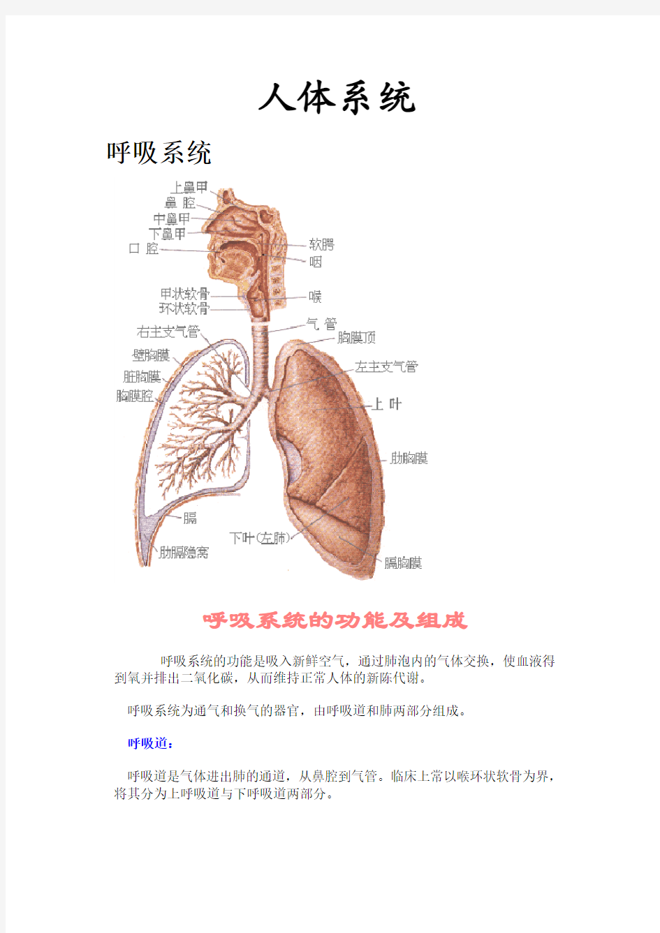 人体八大系统大全解读