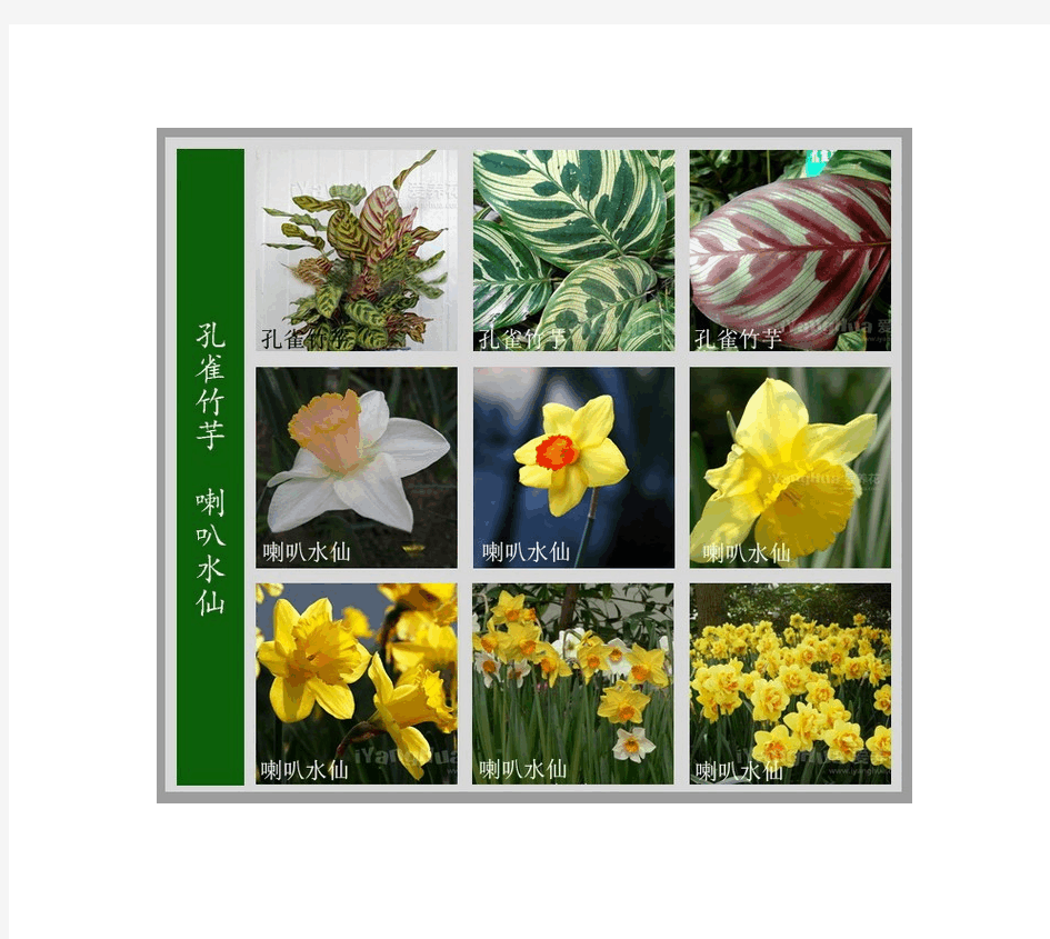常见100余种花卉名称图片欣赏