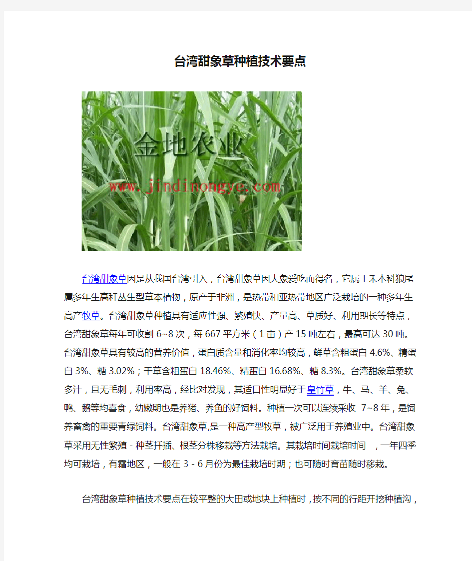 台湾甜象草种植技术要点
