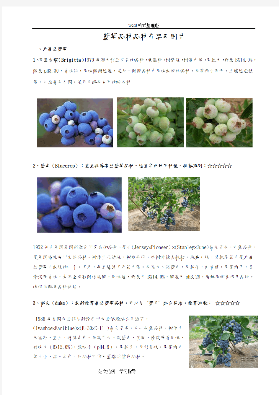 蓝莓品种品种介绍和图片