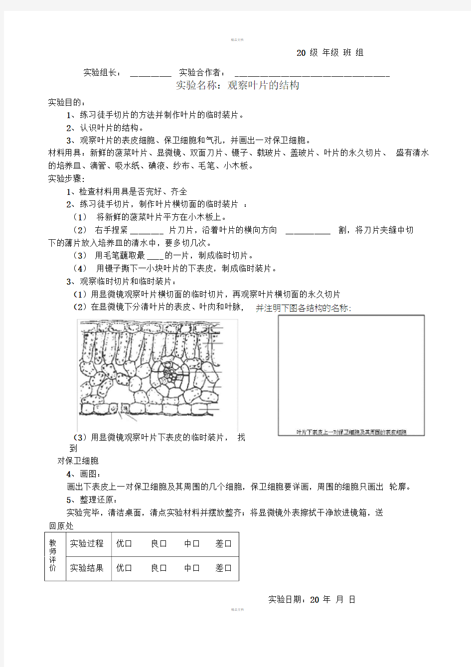 实验报告单：观察叶片的结构