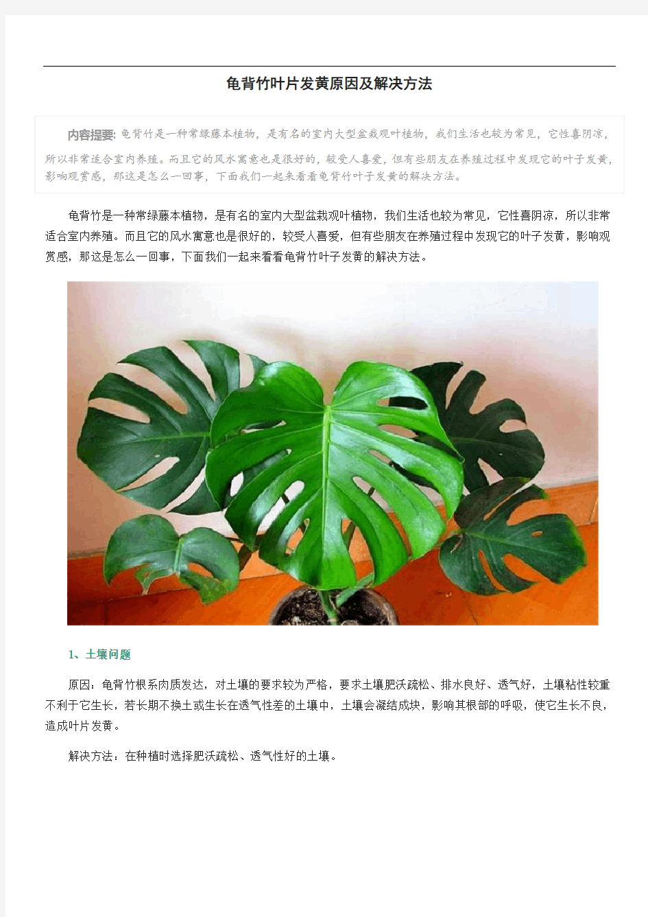 龟背竹叶片发黄原因及解决方法